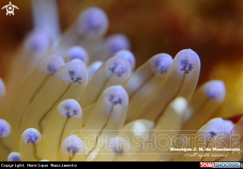 A Nudi