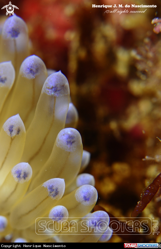 A Nudi