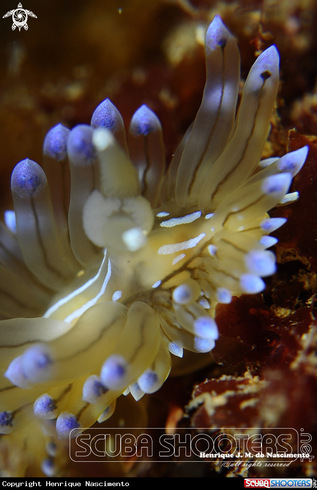 A Nudi