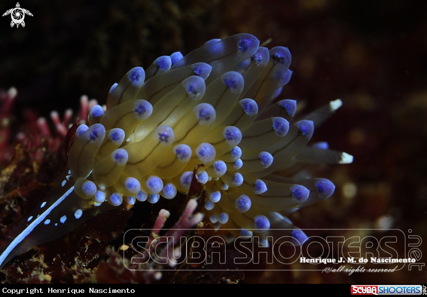 A Nudi