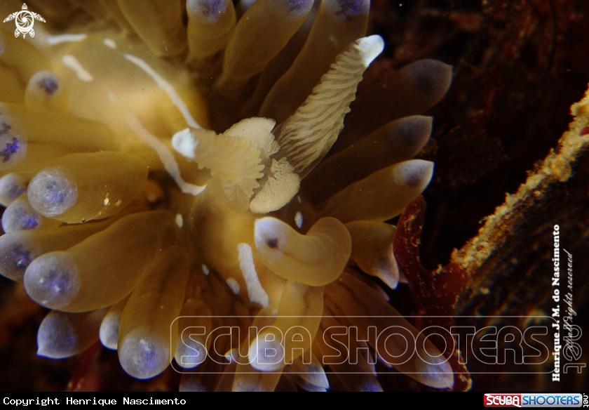 A Nudi