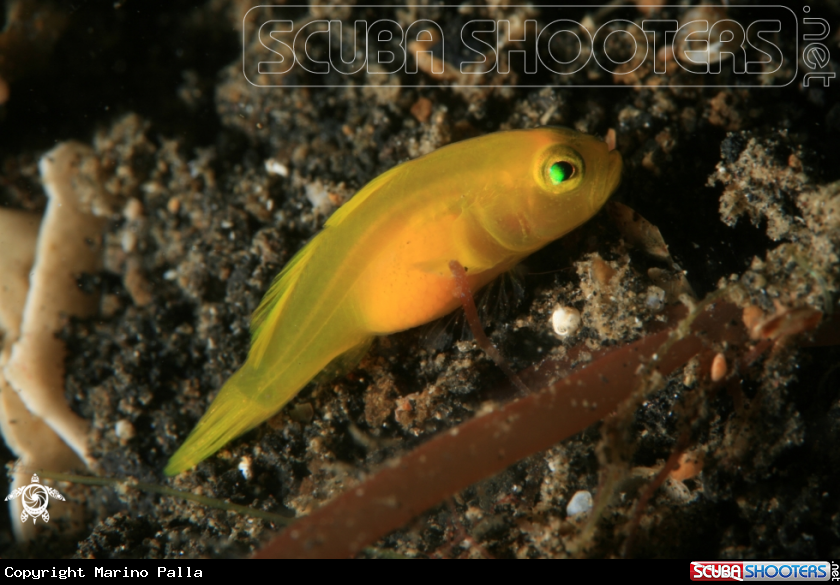 A reef fish