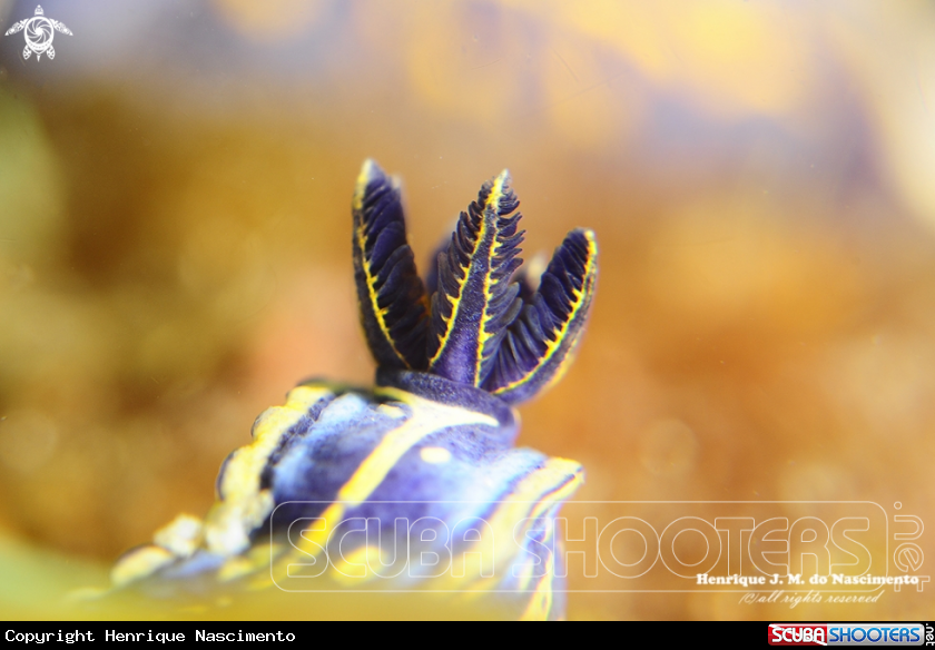 A nudi