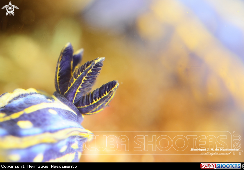 A nudi