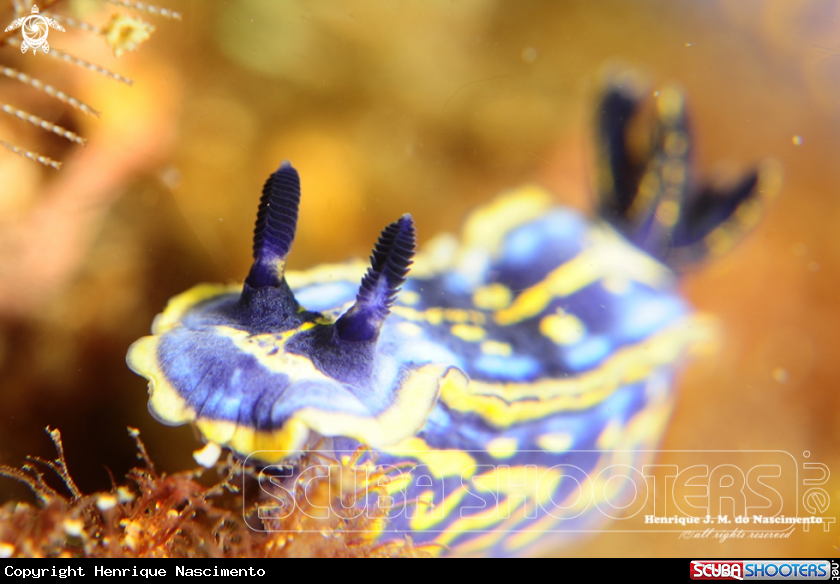 A nudi