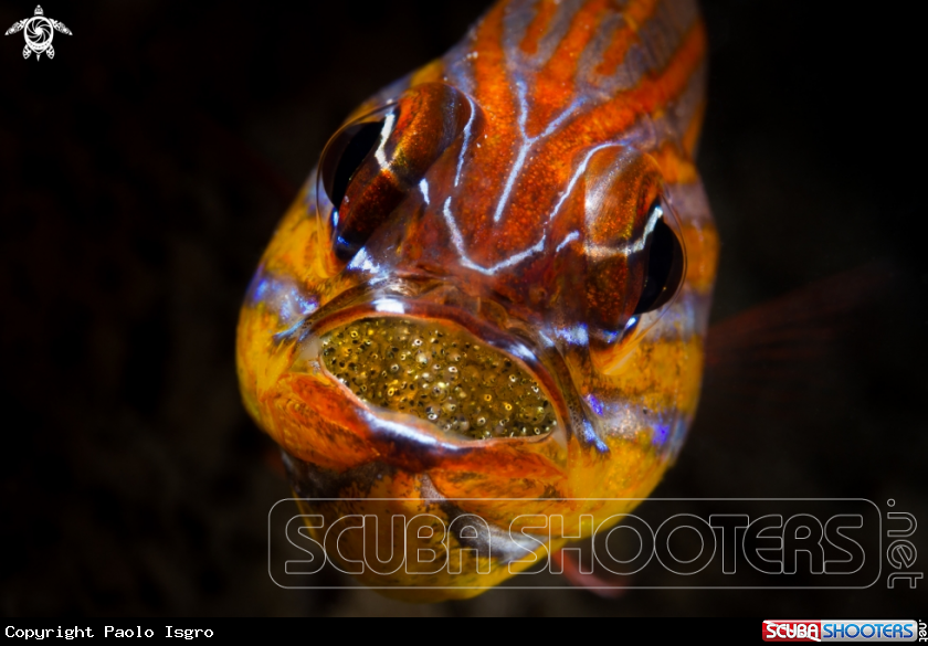 A cardinal fish