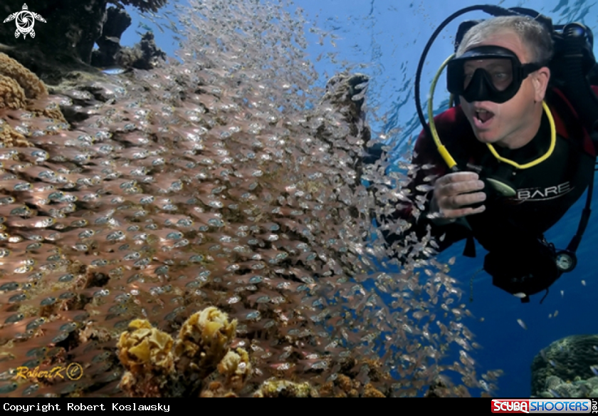 A Glassfish