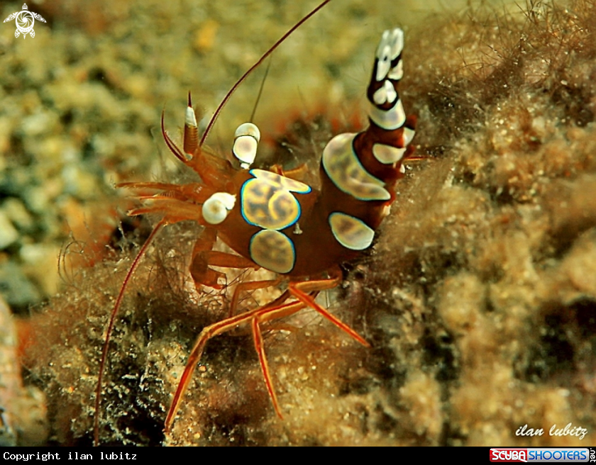 A shrimp