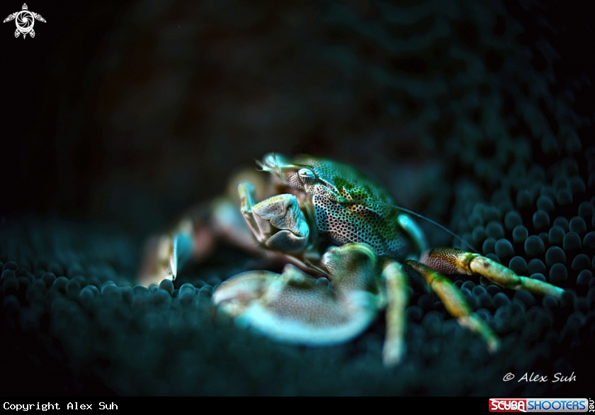 A Porcelain Anemone Crab