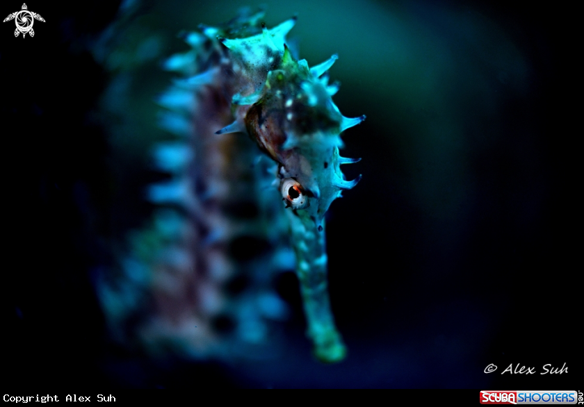 A Seahorse 