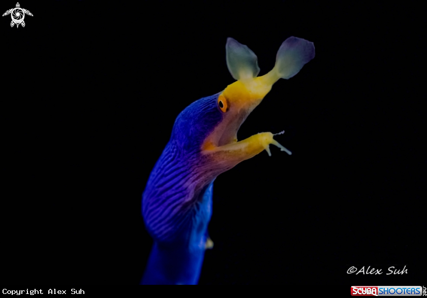 A Blue Ribbon Eel