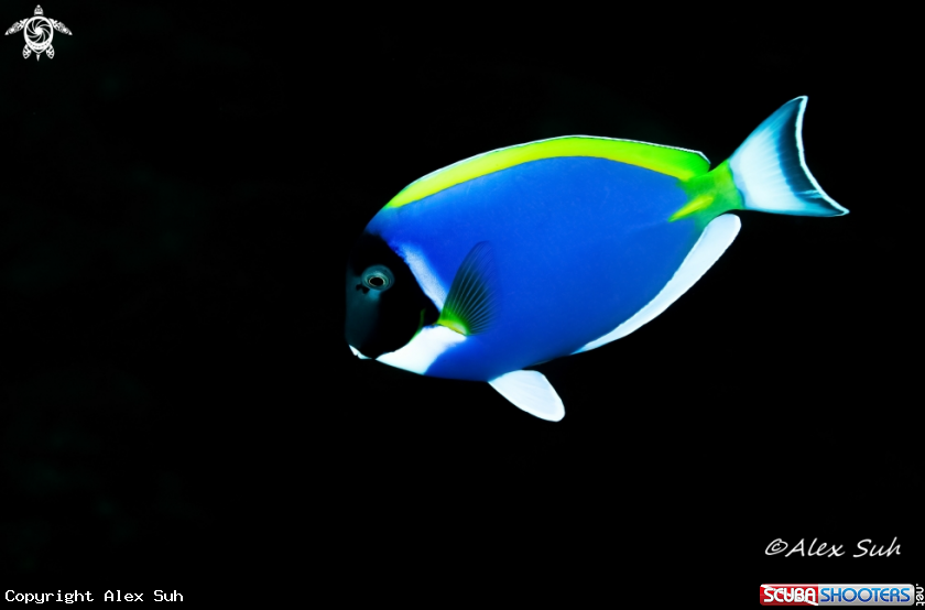 A Powder Blue Tang