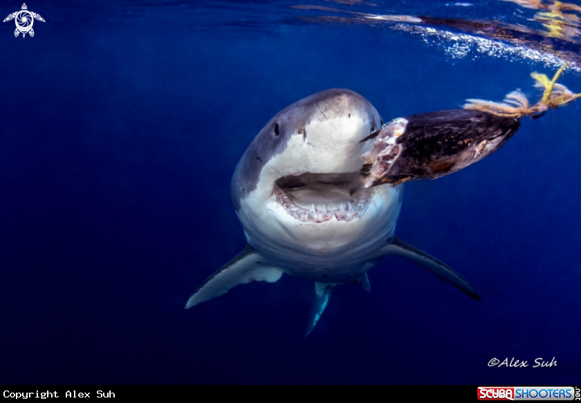 A Great White Shark 