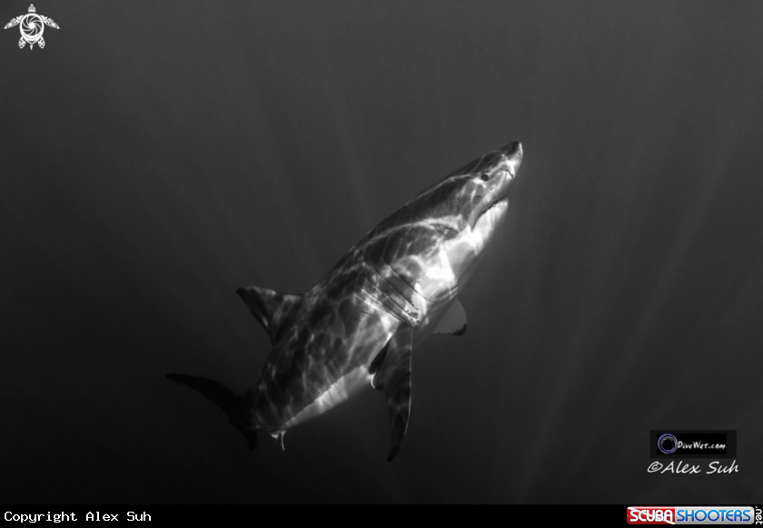 A Great White Shark