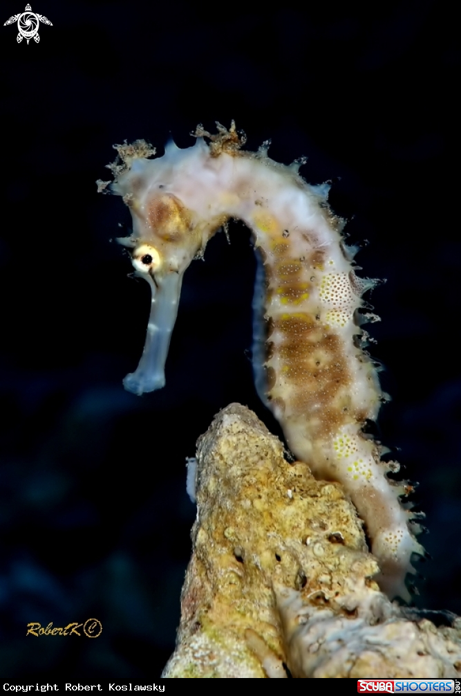 A Sea horse