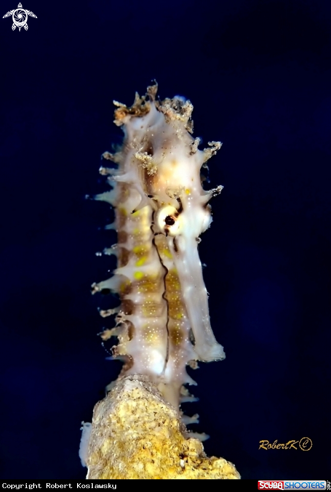 A Sea Horse