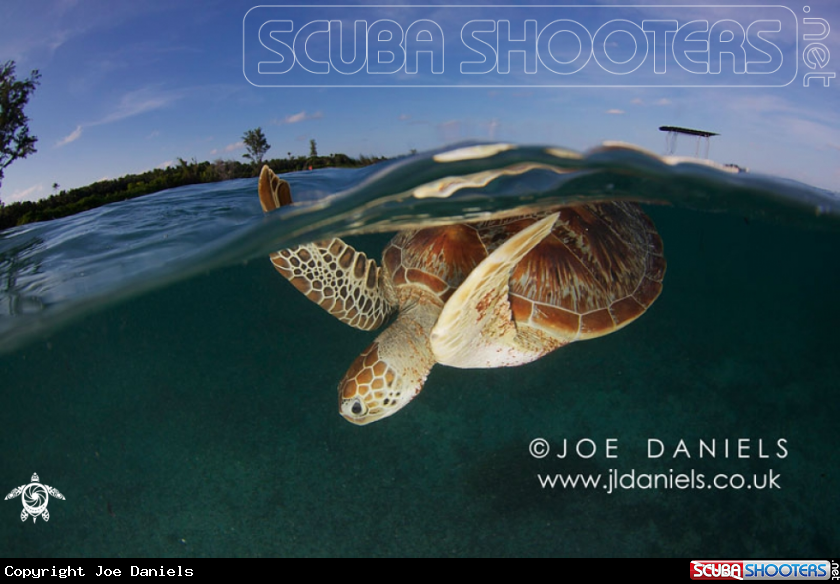A Green Turtle