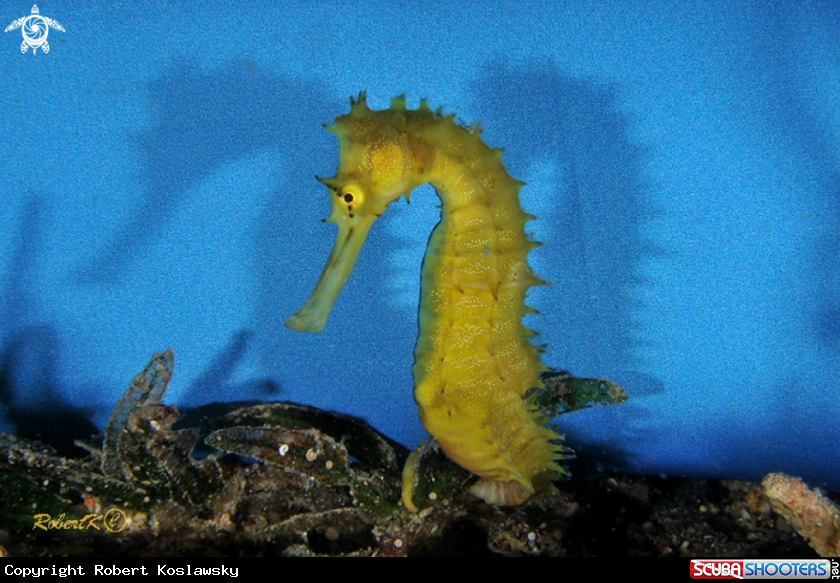 A Sea horse