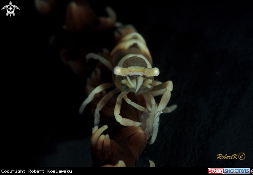 A Shripp