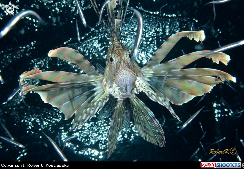 A Lionfish