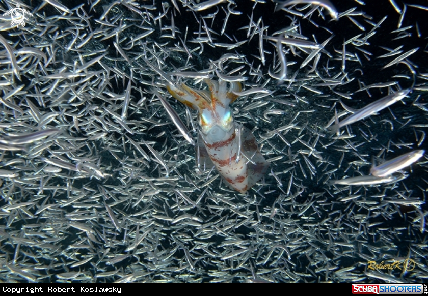 A Squid