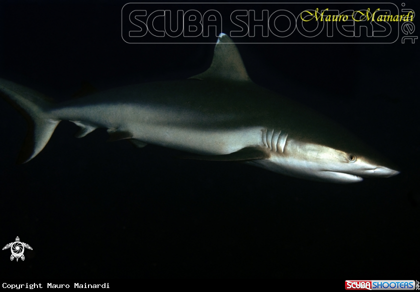 A Grey shark