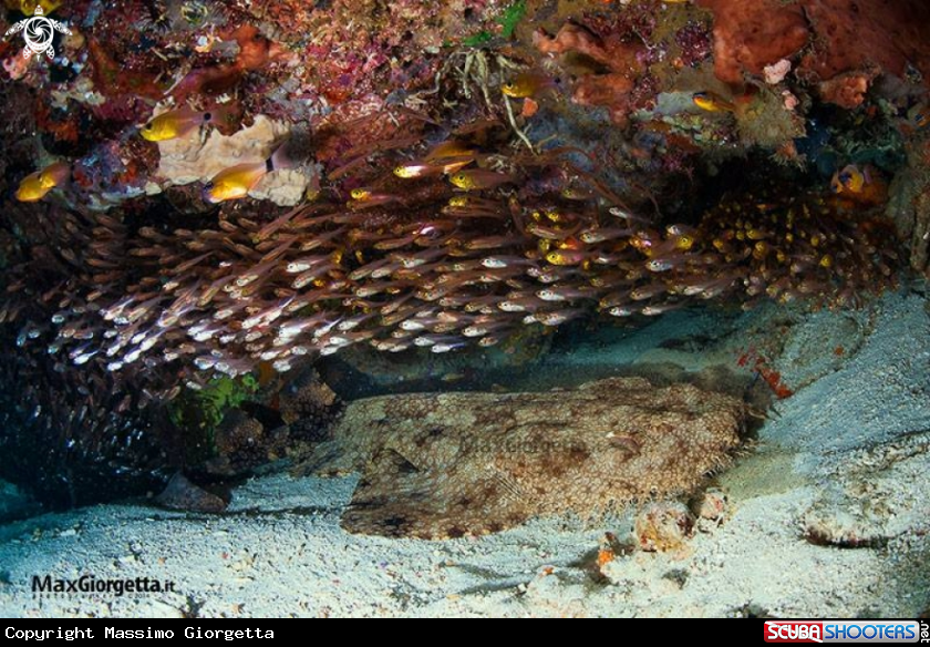 A wobbegon shark
