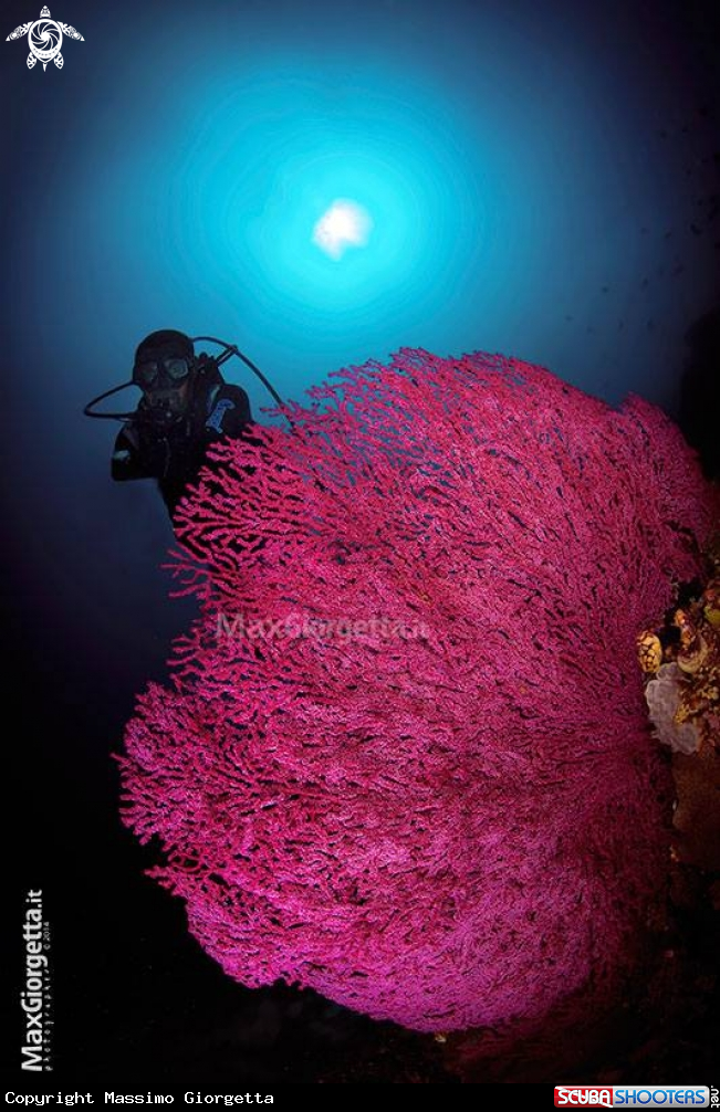 A Gorgonia