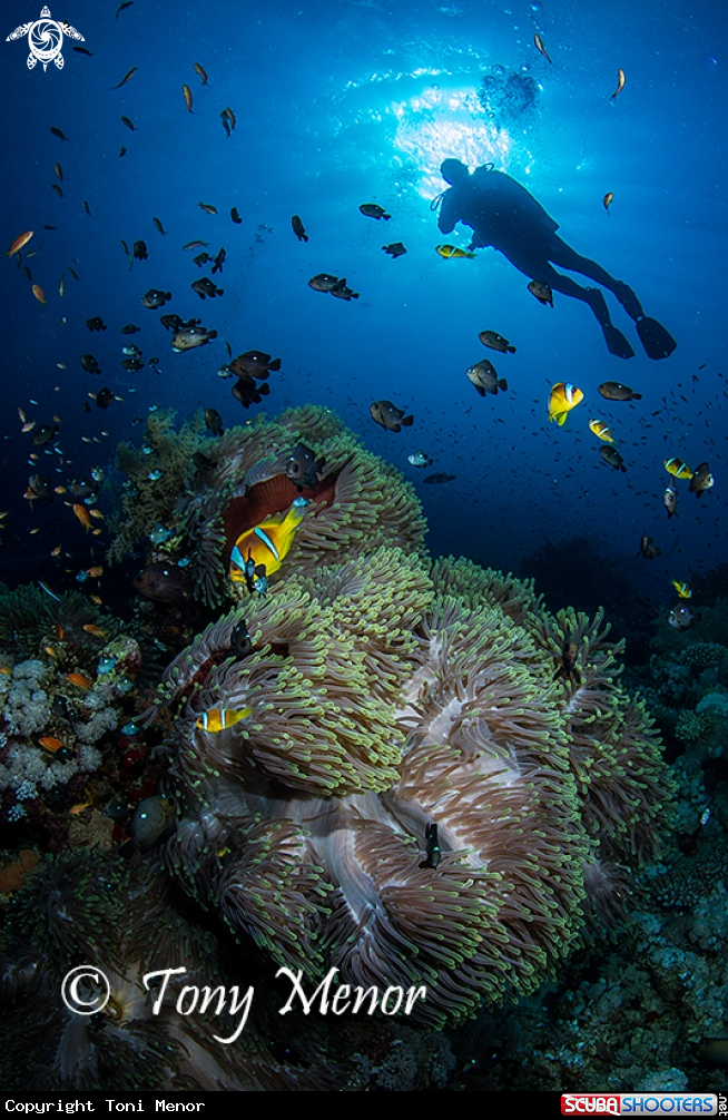 A red sea