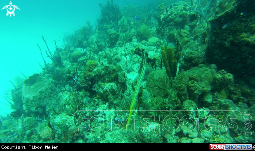 A Cornetfish