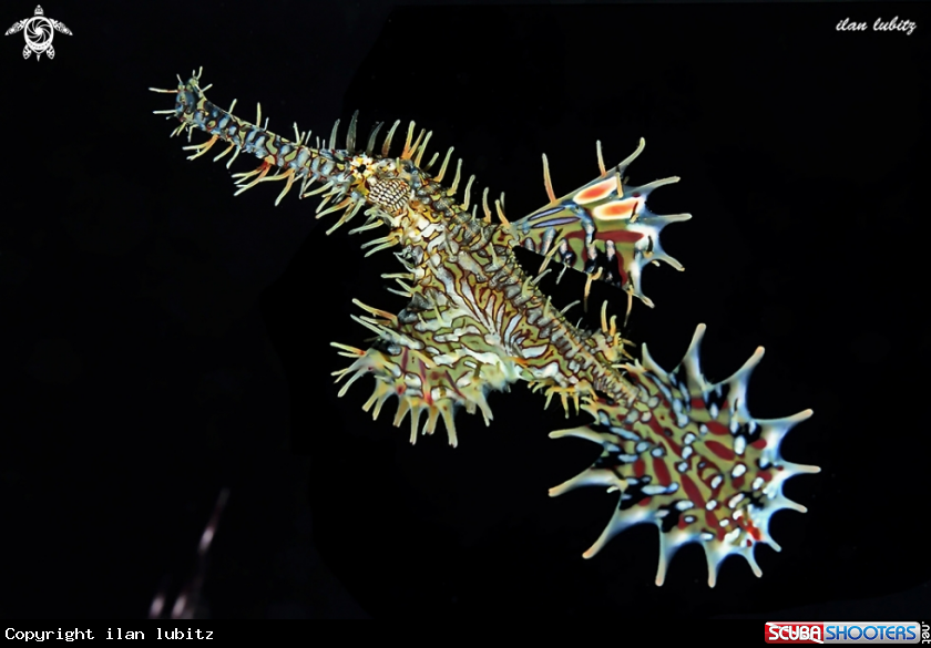 A Ornate ghostpipefish 
