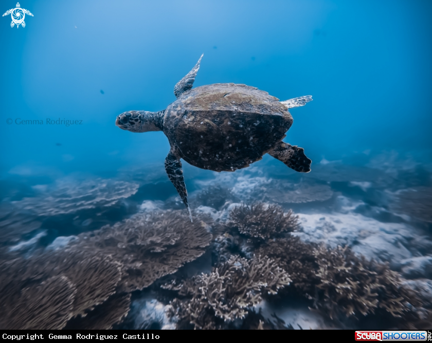 A Free Turtle 