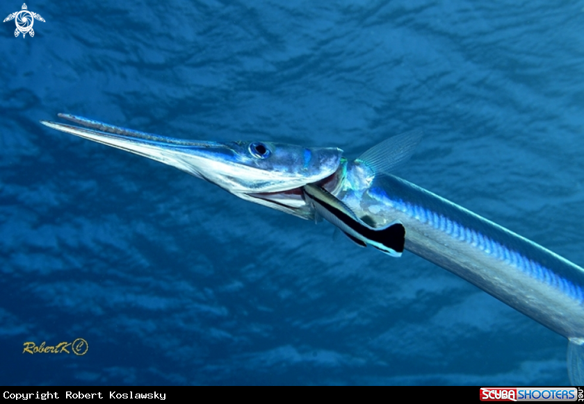 A spearfish