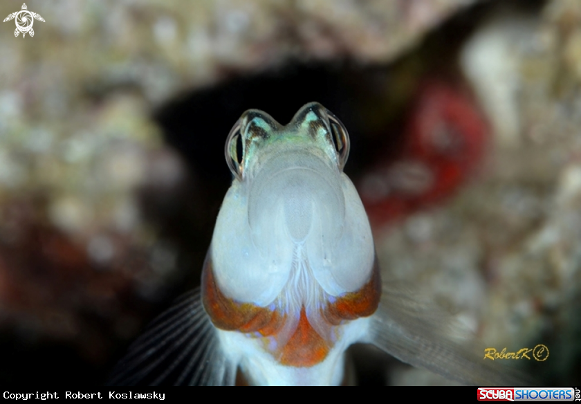A  prawn-goby