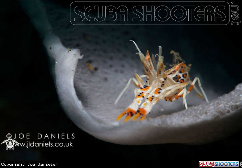 A Tiger Shrimp
