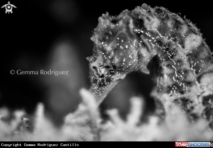 A Seahorse