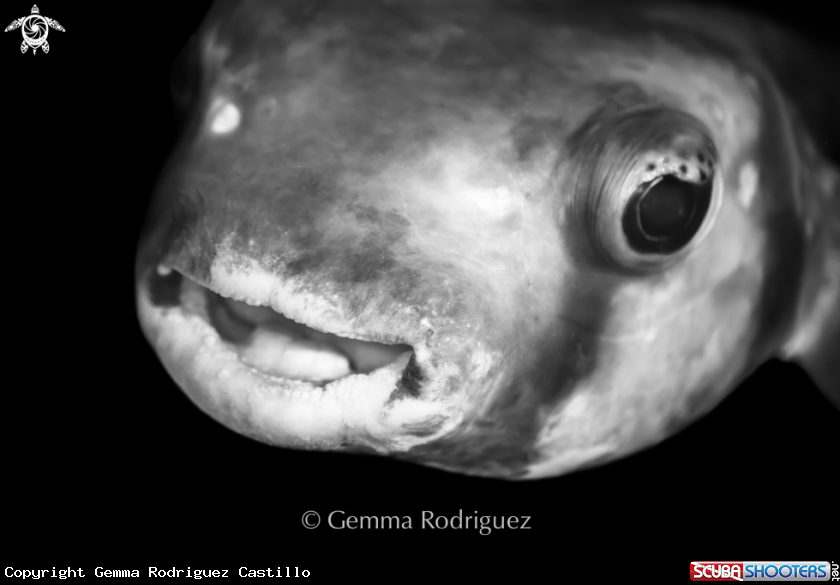 A Puffer fish