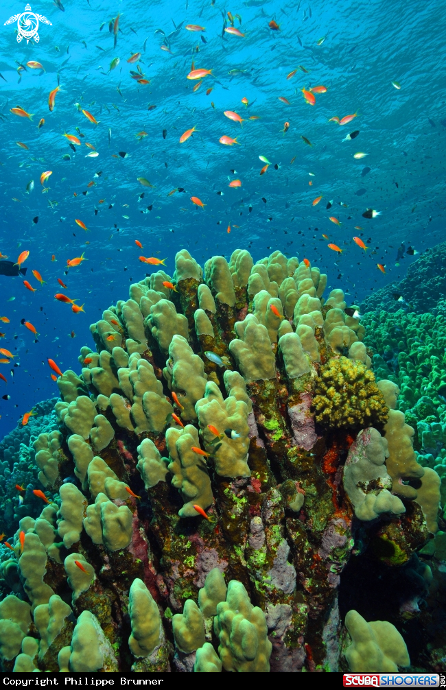 A coral