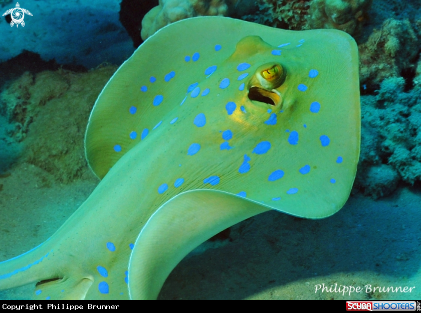 A Blue spotted stingray