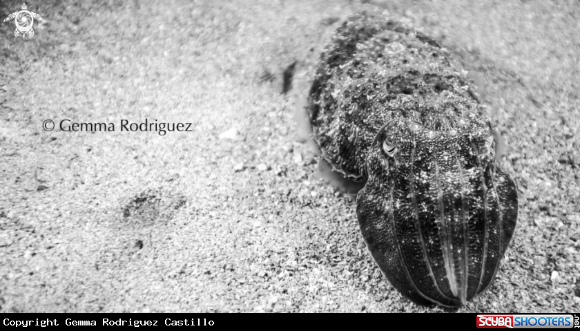 A cuttlefish