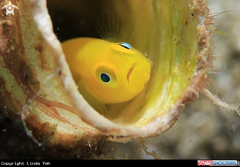 A Goby