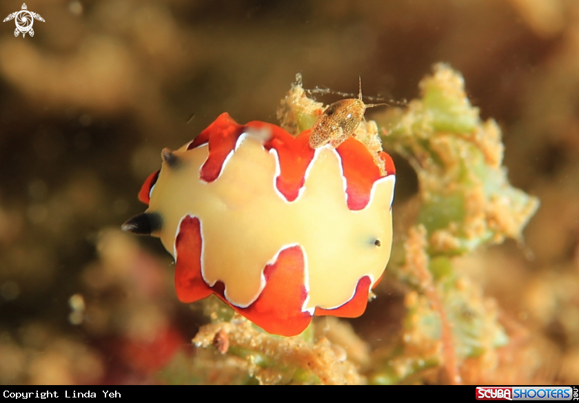 A Nudibranchia