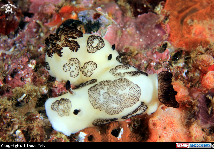 A Nudibranchia