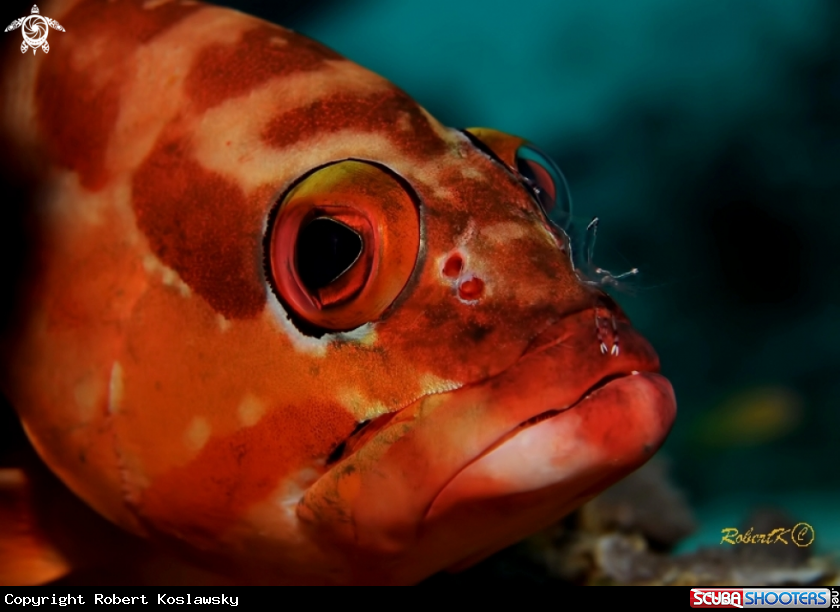 A Grouper & cleaning shrimp