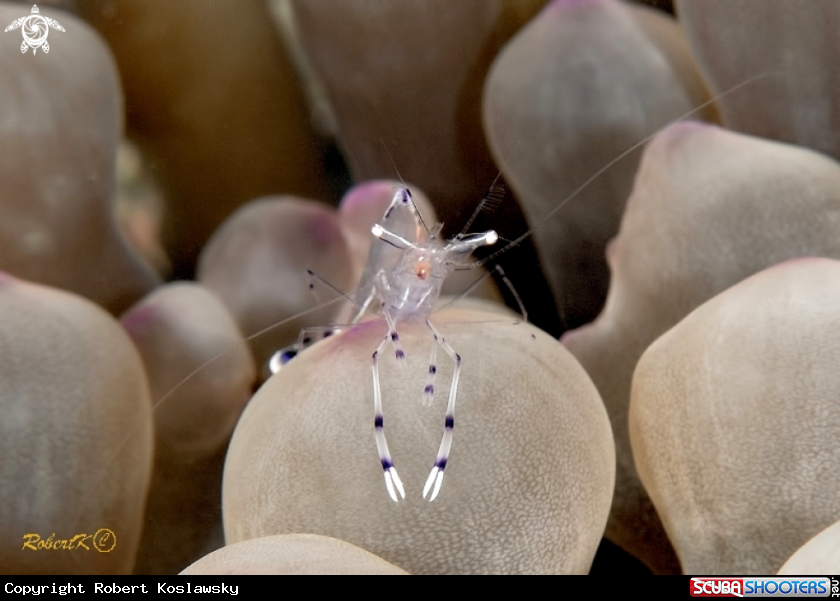 A Shrimp