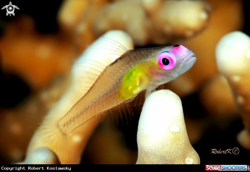 A Pink eye goby
