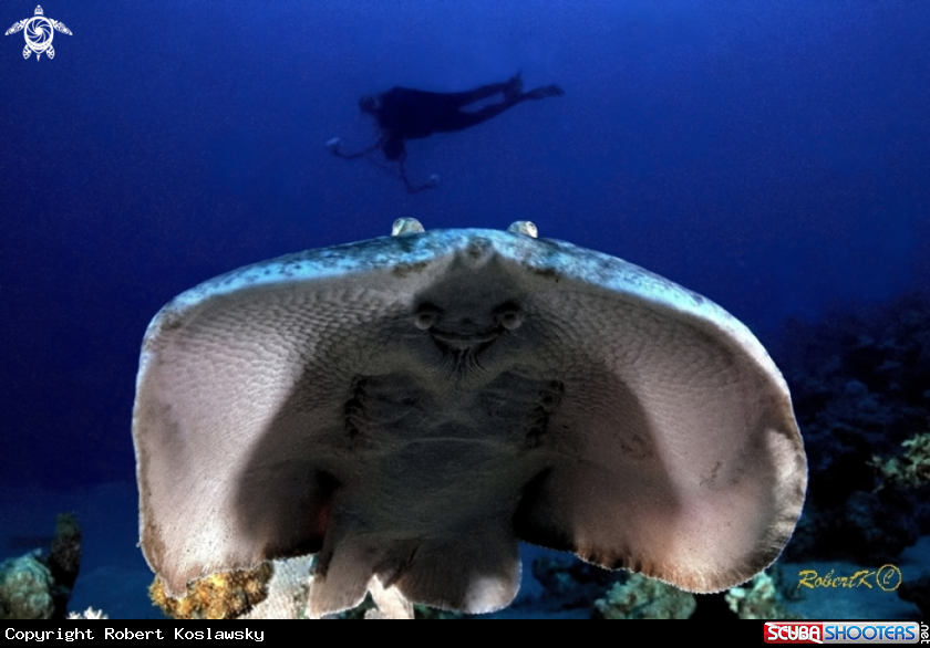 A Marbled electric ray