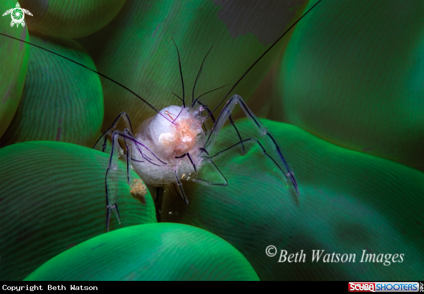 A Bubble Shrimp on Bubble Coral