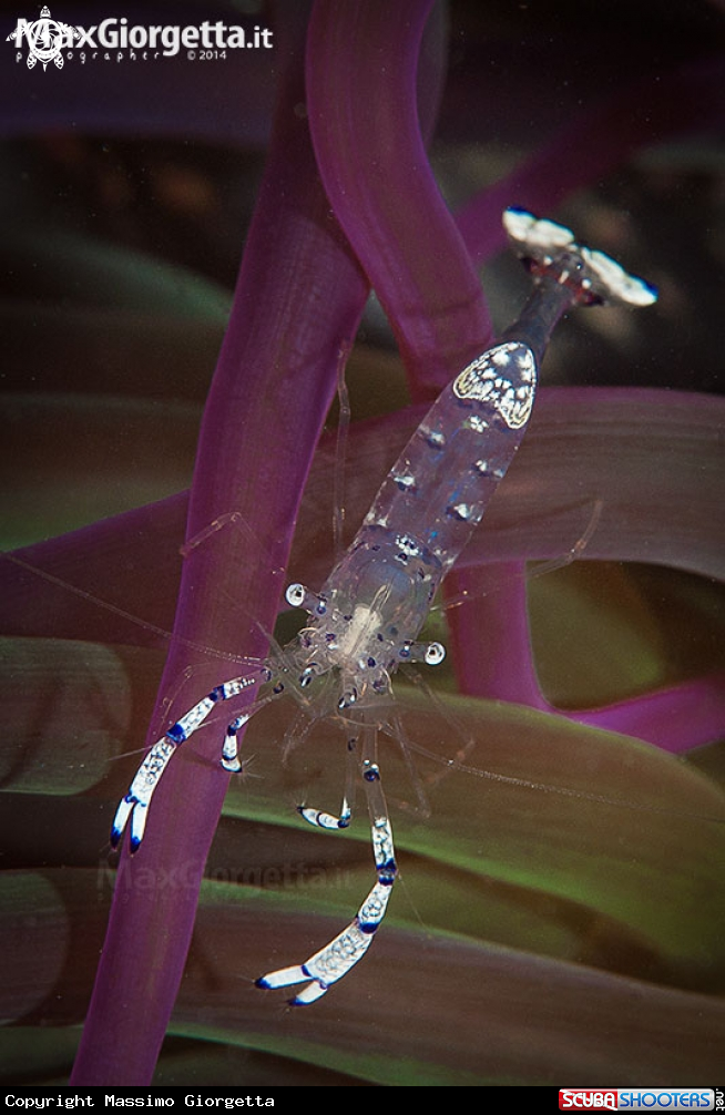 A Ancylomenes sarasvati