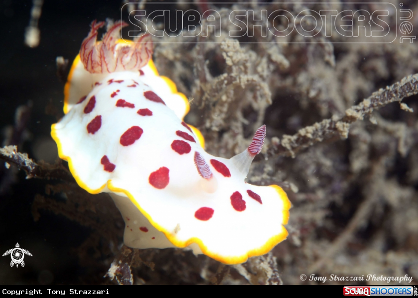 A Splendid Chromodoris)